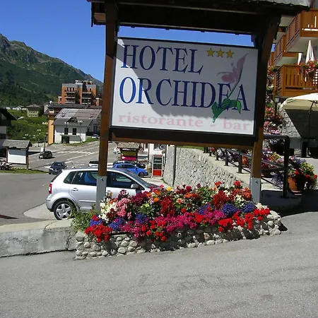 Orchidea 파쏘델토날레